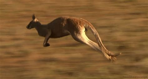 Hoppin Along GIF - Kangaroo Bounce Hop - Discover & Share GIFs