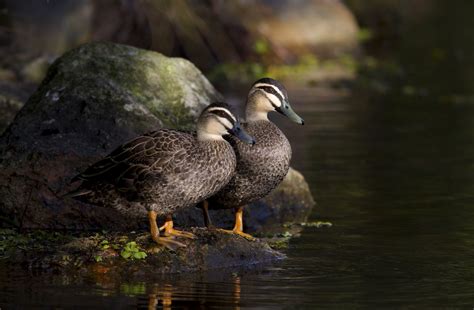 Pacific Black Ducks | Wild duck, Duck, Game birds