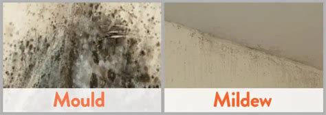 How To Clean Mold Off Bedroom Walls | online information