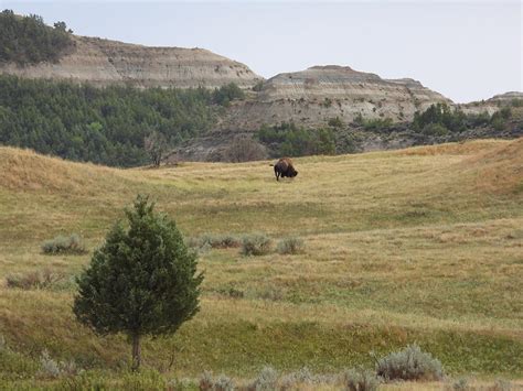 Grazing Bison Photograph by Amanda R Wright - Pixels