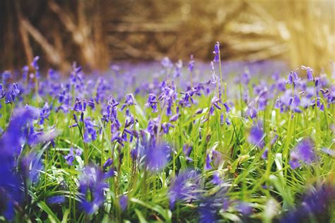 Bluebells photoshoot in Surrey and 5 Photography Tips | FamilyStars.co.uk