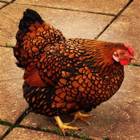 Wyandotte For Sale | Chickens | Breed Information | Omlet