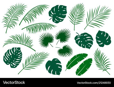 Set of green palm leaves Royalty Free Vector Image