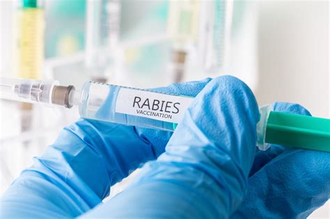 Effects of Shortening the Pre-Exposure Intradermal Rabies Vaccination ...