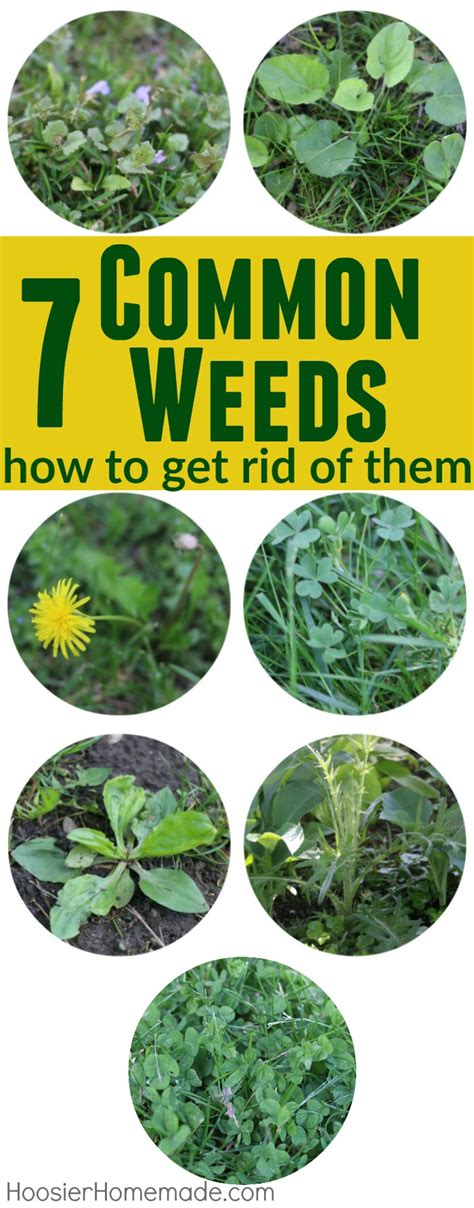 7 Common Weeds with Identification Pictures - Hoosier Homemade