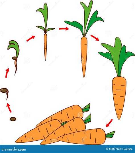 Life Cycle of Carrot Plant. Stages of Growth from Seed and Sprout To ...