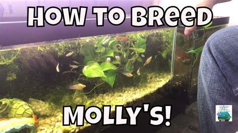 How To Breed Molly's Breeding Molly fish For Profit Aquarium Fish Room ...