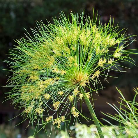 Buy Cyperus papyrus, Aquatic plant Online - Nursery Nisarga