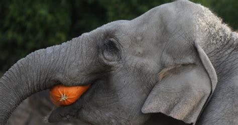 Elephants love pumpkins, here's the evidence · The Daily Edge