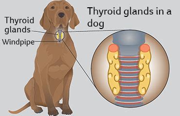 Does A Dog Have A Thyroid Gland