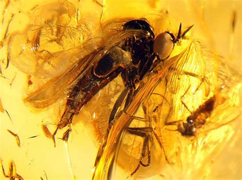 Insects In Amber Fossils ~ Amazing Facts