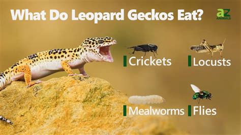 Leopard Gecko Food: What Do Leopard Geckos Eat? - A-Z Animals