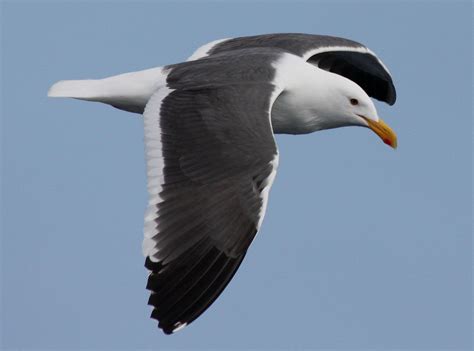 Western Gull, Larus occidentalis | Sea birds, Westerns, Birds