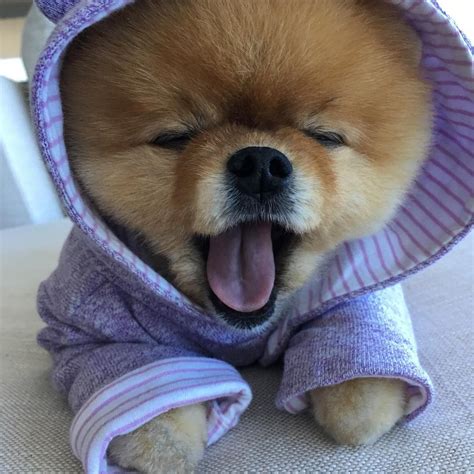 Jiffpom | Baby dogs, Cute funny animals, Cute baby animals