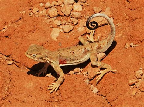 Toadhead Agama, lizard in the Mongolian Gobi - Stone Horse Mongolia