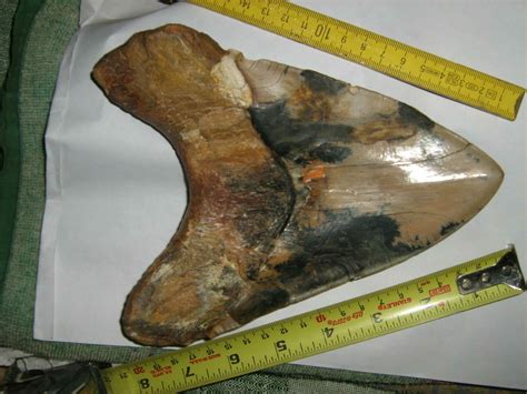 What is the largest Megalodon tooth ever found? - FossilEra.com