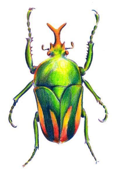 How to Draw a Beetle with Color Pencils