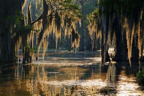 River View Swamp Tours | Pearl River |United States