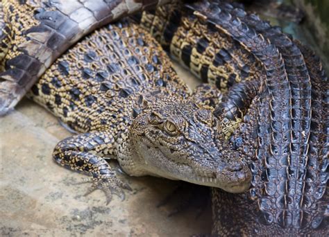 7 Interesting Facts About Philippine Crocodile! - Animal Media Foundation