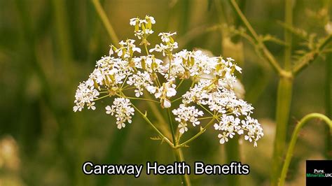 Caraway Health Benefits: 7 Amazing Things To Know