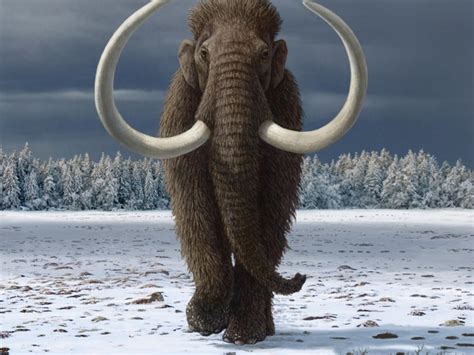 Humans hastened extinction of woolly mammoth | Mirage News