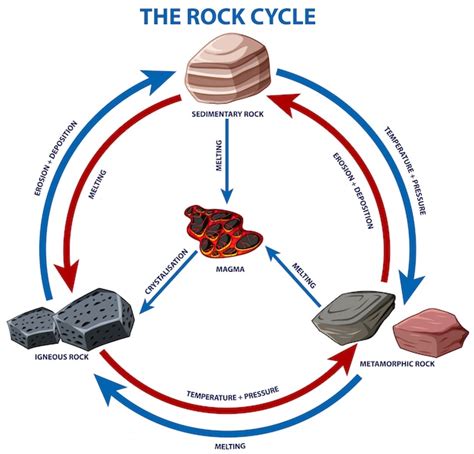 Free Vector | Diagram showing rock cycle