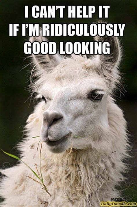 38 Alpaca Memes That Will Either Be The Funniest Or Weirdest Thing You ...