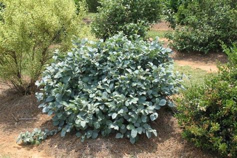 Blue Shadow Fothergilla - #1 Container - Grimm's Gardens