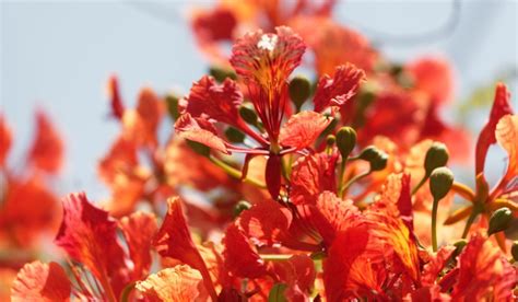 Delonix regia: Facts, cultivation, maintenance, and uses