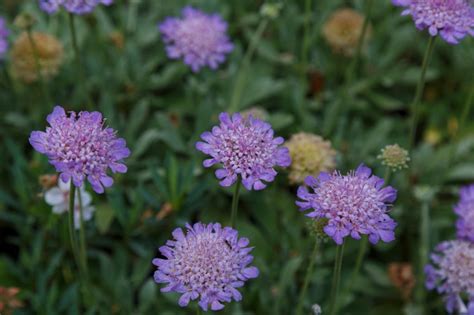 Sowing Scabiosa Seeds: 'Keep The Bed Weed Free To Prevent Them Being ...