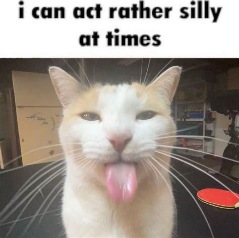 "I Can Act Rather Silly at Times" | BLEHHHHH :P Cat | Silly cats ...