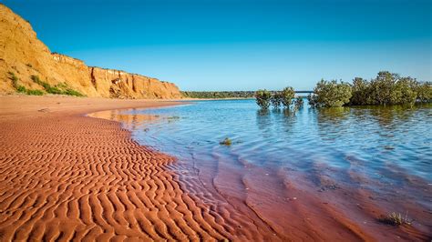 Mangroves at the top of Spencer Gulf, Australia