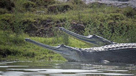 Jeevoka - Differences Between Crocodiles and Gharials