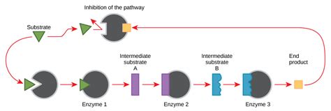 Enzymes | OpenStax Biology 2e