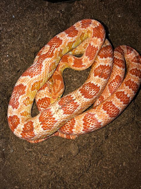 Corn snake breeding plans 2021! First lock of the year today! - Corn ...