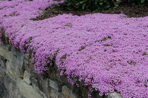 Creeping Thyme Seeds for Groundcover 0.2g Seeds - Etsy Canada