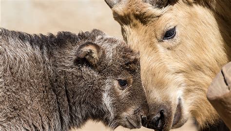 Takin | San Diego Zoo Wildlife Explorers