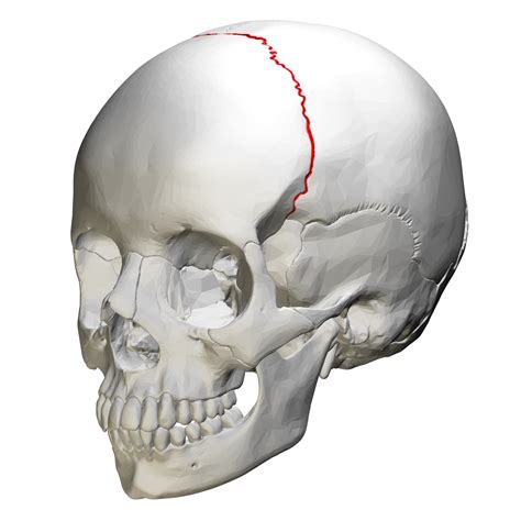 File:Coronal suture - skull - anterior view03.png - Wikimedia Commons