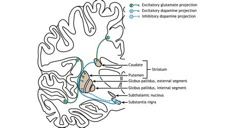 Basal Ganglia – Foundations of Neuroscience