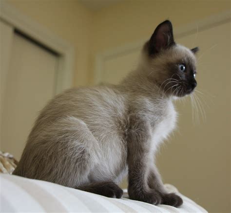 Seal point Siamese kitten - Ms Roxy is not replaceable, but I know she ...