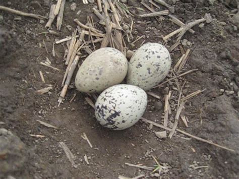 1 Oystercatcher eggs in field 1 – Archaeology Orkney