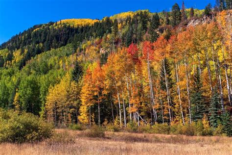 Fall Colors in the San Juan Mountains Near Durango, Colorado Stock ...