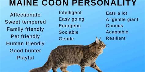 Maine Coon Kittens Personality, Maine Coon Kittens, Maine Coon Cats