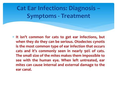 PPT - Cat Ear Infections: Diagnosis – Symptoms - Treatment PowerPoint ...