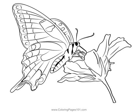 Butterfly On Flower Coloring Page for Kids - Free Butterflies Printable ...