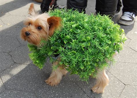 These are the Top 20 Halloween Pet Costumes that will Make You Run to ...