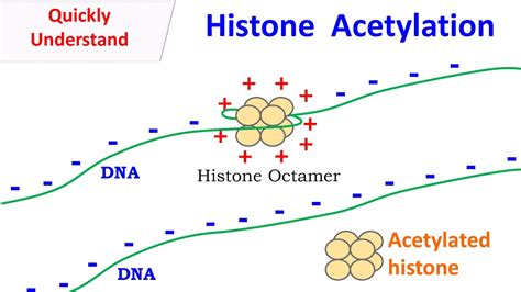 Histone Acetylation - YouTube