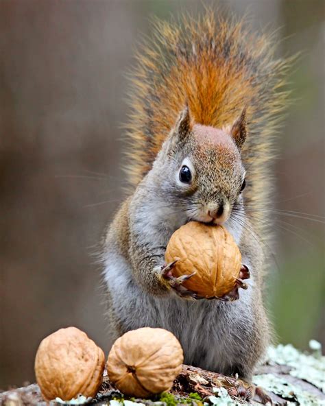 What to Feed Squirrels (and How to Peacefully Co-Exist) - Birds and Blooms