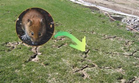 6 Ways to Get Rid of Voles in Your Lawn - Garden Patch