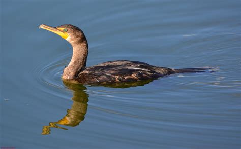 This cormorant wasn't diving for fish, just floating around. It came ...